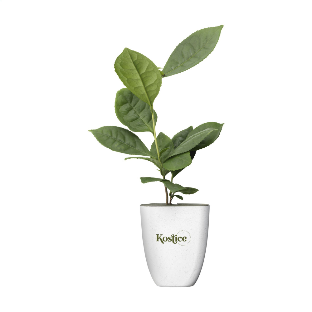 Logotrade corporate gift picture of: Treemore Letterbox Trees Tea plant