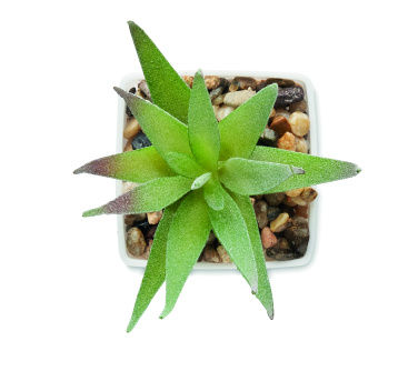 Logotrade promotional product image of: Mini artificial plant