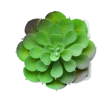 Logotrade advertising product image of: Mini artificial plant