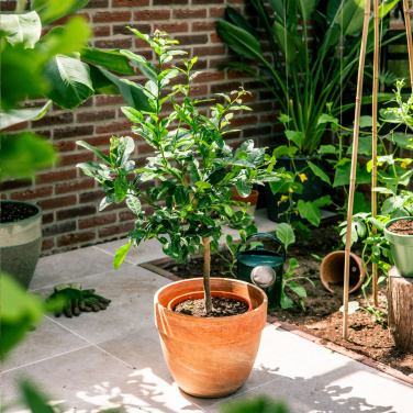 Logotrade reklaamtoote foto: Treemore Letterbox Trees Kaffir Lemon