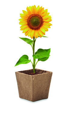 Логотрейд бизнес-подарки картинка: Sunflower growing kit