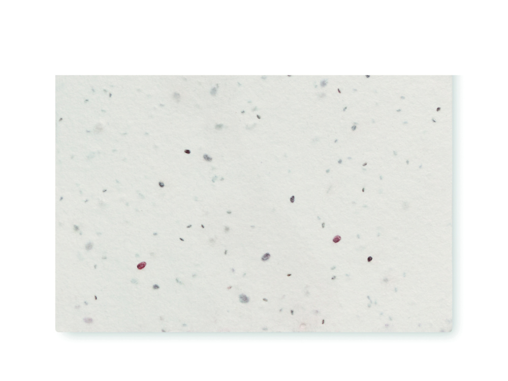 Лого трейд бизнес-подарки фото: Wildflower seed business card.