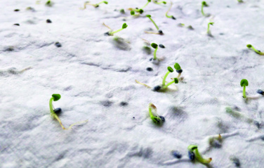 Лого трейд pекламные продукты фото: Wildflower seed business card.