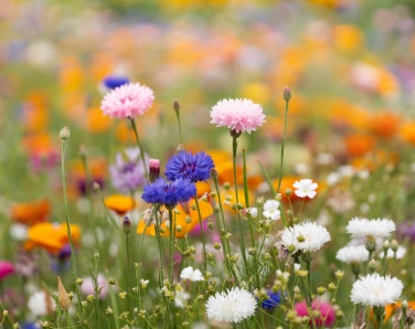 Logotrade presentreklam bild: A6 fröpappersark vildblommor